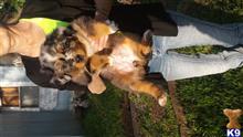 Australian Shepherd